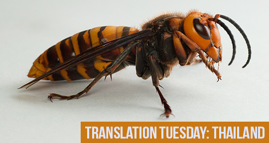 Translation Tuesday The Progress Of Josef K S Trial And The Appearance Of A Tiger Hornet By Phu Kradat Asymptote Blog