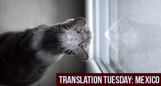 Translation Tuesday: The Double Cat Syndrome by Carmen Boullosa - Asymptote  Blog | Kunstdrucke